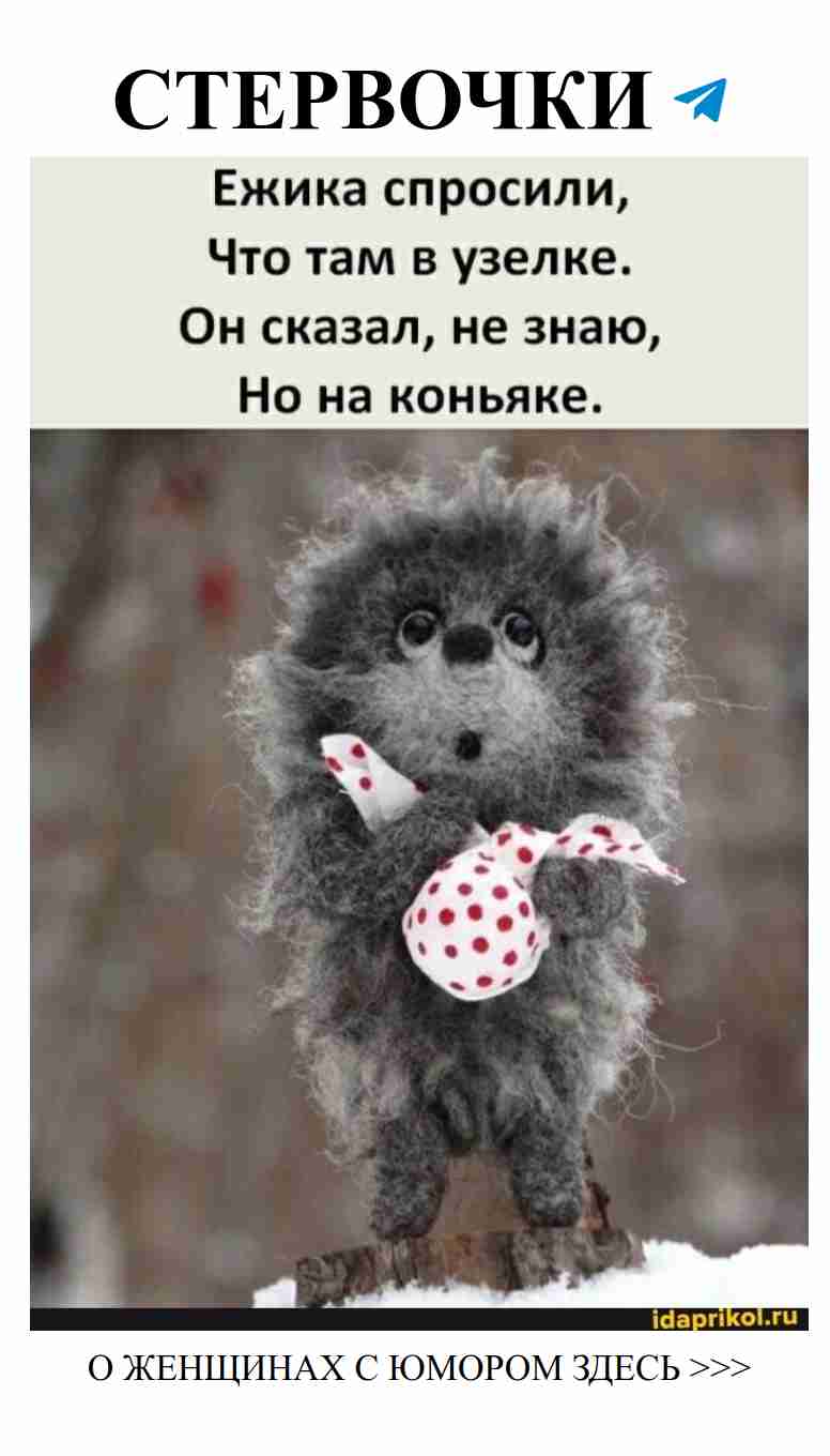 Ежик отвечает на важные вопросы о любви с юмором