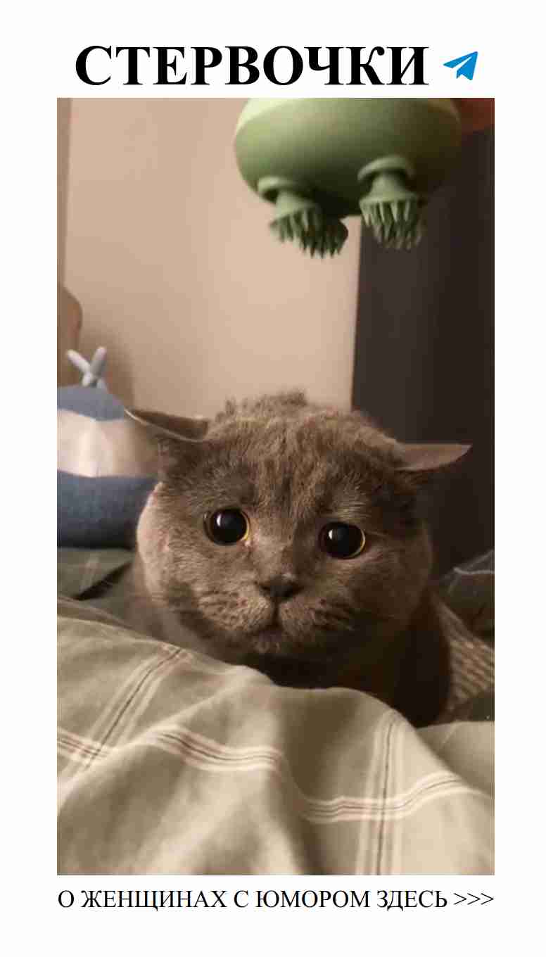 Смешные и милые коты о любви и дружбе