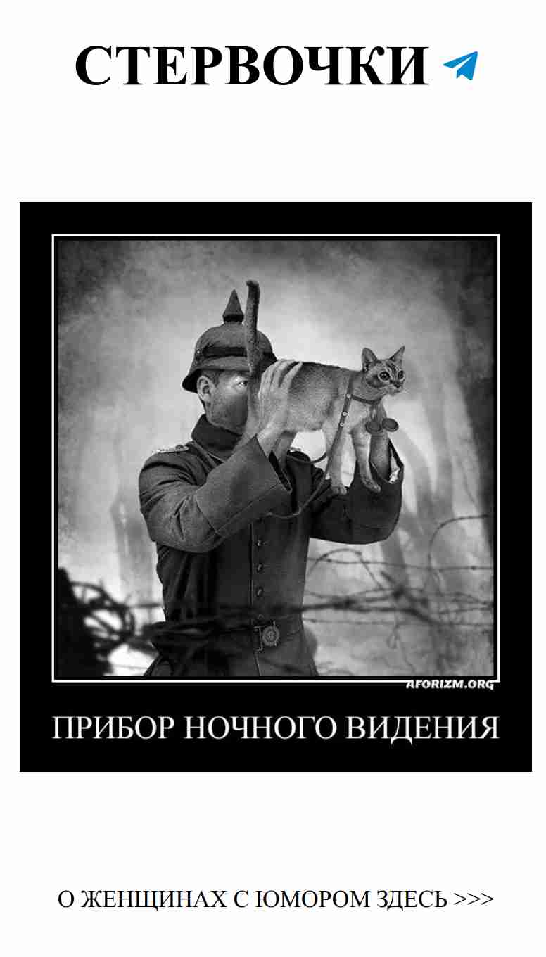 Медведи на дороге: любовь и смешные байки о жизни