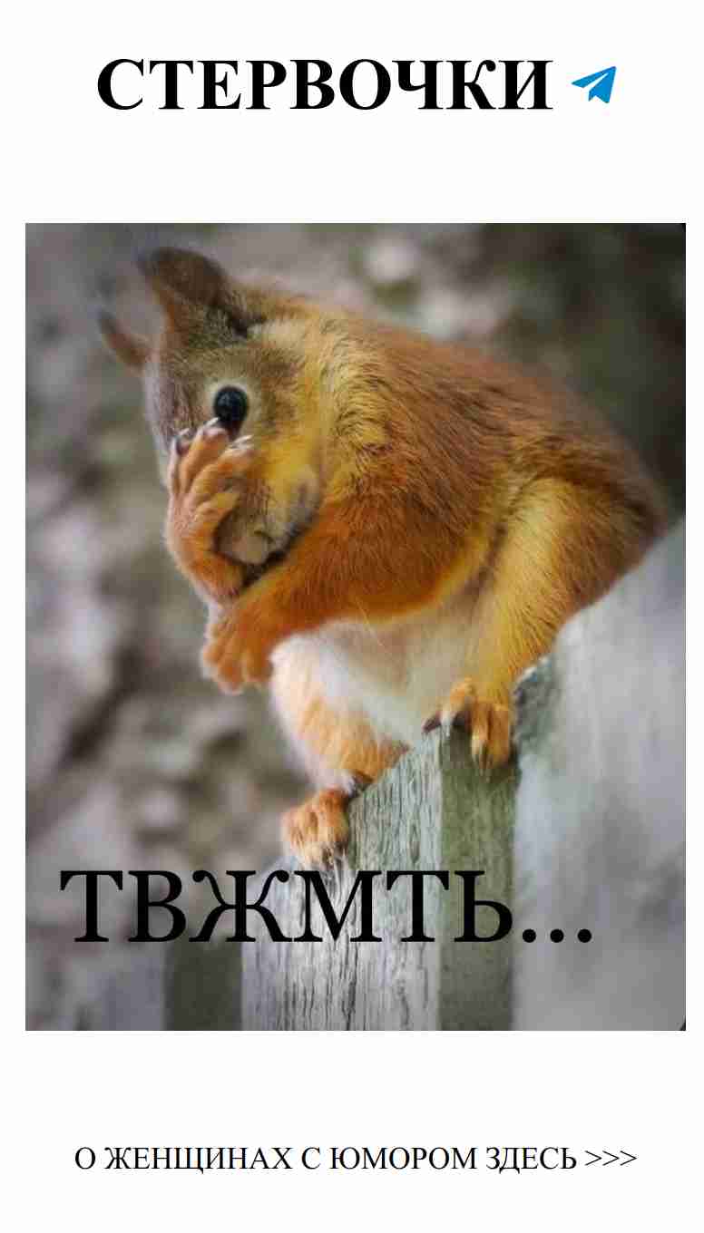 Смешные истории о любви и белках